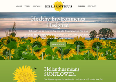 Helianthus